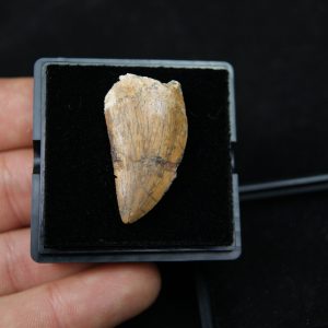 Carcharodontosauus saharicus