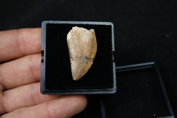 Carcharodontosauus saharicus