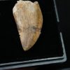 Carcharodontosauus saharicus
