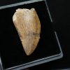 Carcharodontosauus saharicus