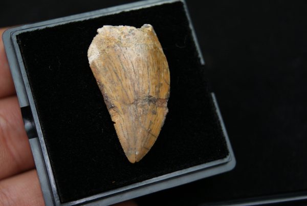 Carcharodontosauus saharicus