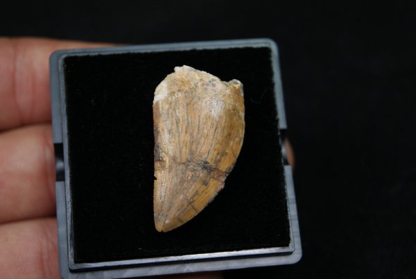 Carcharodontosauus saharicus