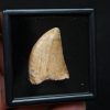 Carcharodontosaurus saharicus