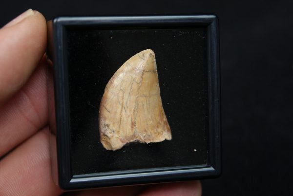 Carcharodontosaurus saharicus