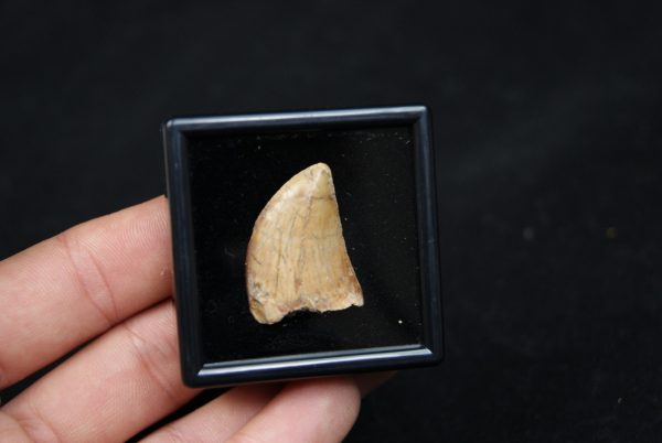 Carcharodontosaurus saharicus