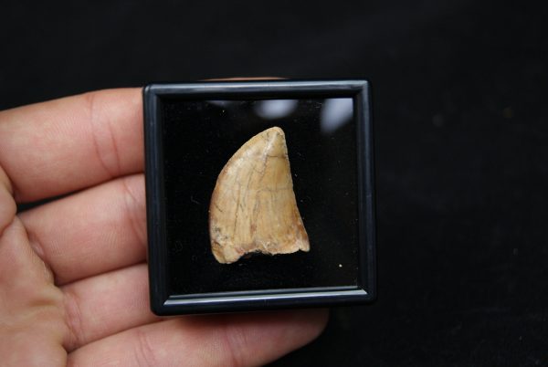 Carcharodontosaurus saharicus