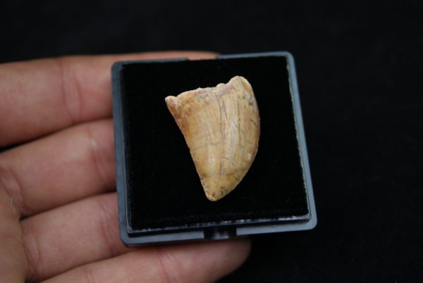 Carcharodontosaurus saharicus