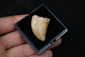 Carcharodontosaurus saharicus