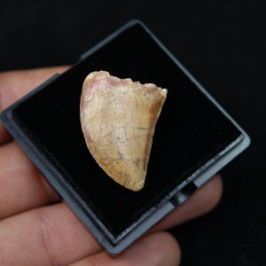 Carcharodontosaurus saharicus