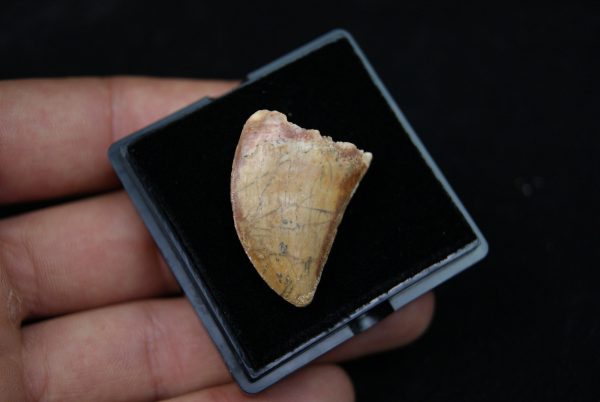 Carcharodontosaurus saharicus