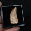 Premaxilar de Carcharodontosaurus
