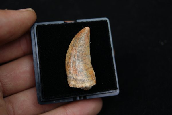 Premaxilar de Carcharodontosaurus