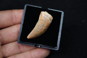 Premaxilar de Carcharodontosaurus