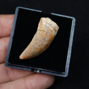 Premaxilar de Carcharodontosaurus