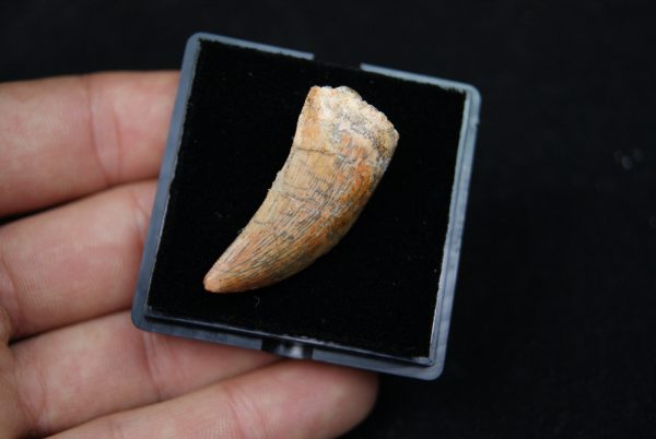 Premaxilar de Carcharodontosaurus