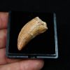 Premaxilar de Carcharodontosaurus