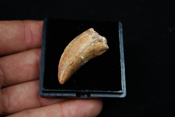 Premaxilar de Carcharodontosaurus