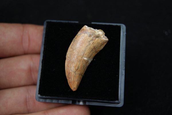 Premaxilar de Carcharodontosaurus