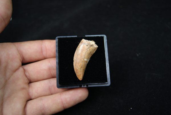 Premaxilar de Carcharodontosaurus
