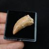 Premaxilar de Carcharodontosaurus