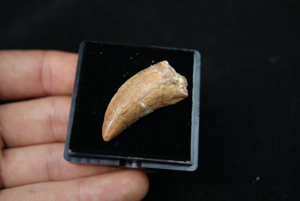 Premaxilar de Carcharodontosaurus