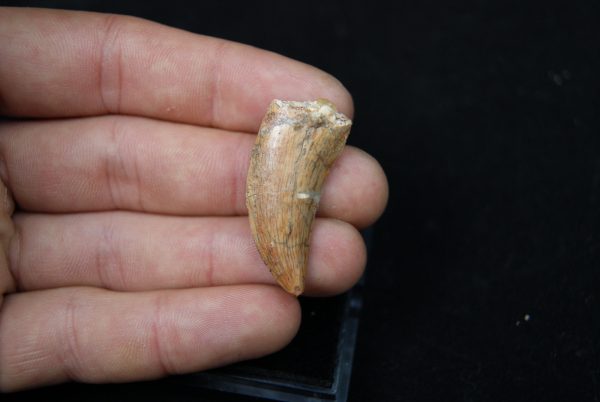 Premaxilar de Carcharodontosaurus