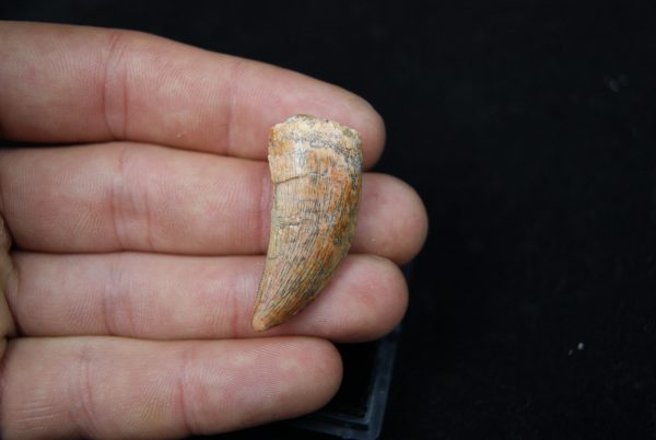 Premaxilar de Carcharodontosaurus