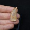 Premaxilar de Carcharodontosaurus