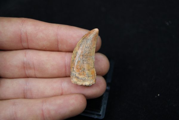 Premaxilar de Carcharodontosaurus
