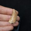 Premaxilar de Carcharodontosaurus