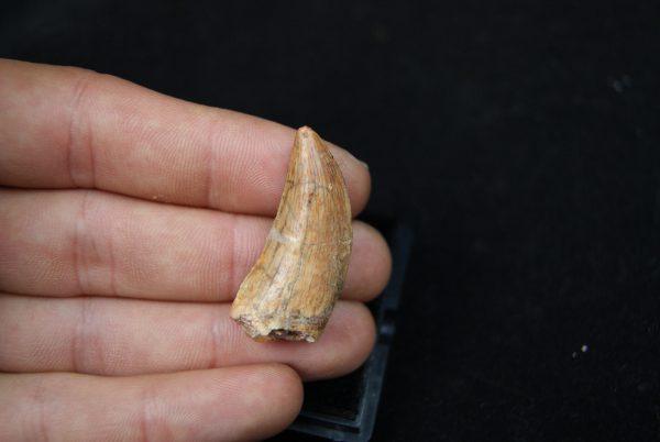 Premaxilar de Carcharodontosaurus
