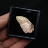 Carcharodontosaurus saharicus