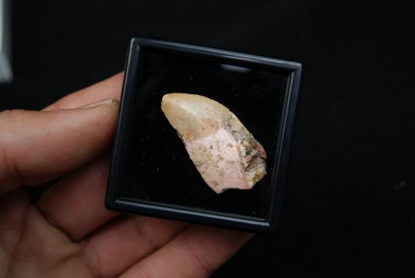 Carcharodontosaurus saharicus