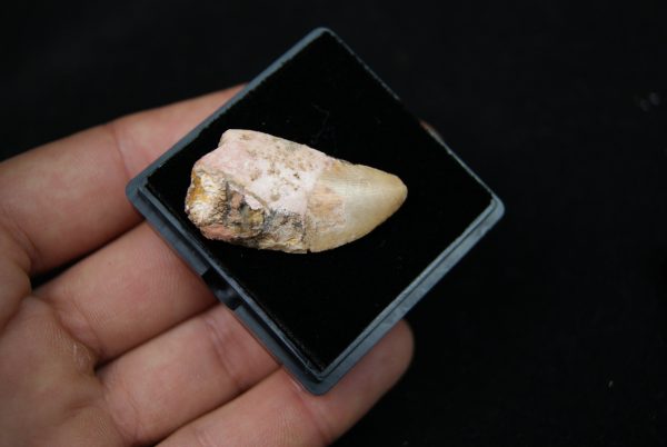 Carcharodontosaurus saharicus