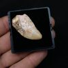 Carcharodontosaurus saharicus