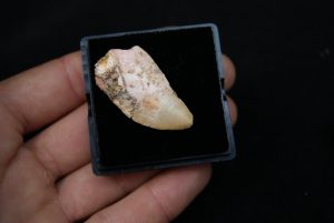 Carcharodontosaurus saharicus