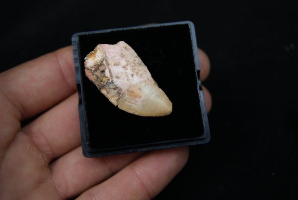 Carcharodontosaurus saharicus