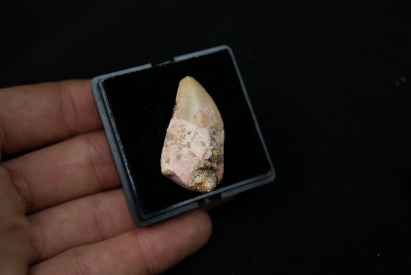 Carcharodontosaurus saharicus