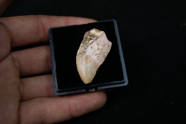 Carcharodontosaurus saharicus