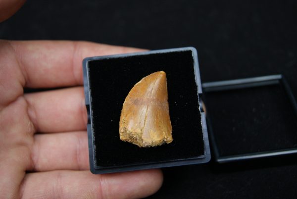 Carcharodontosaurus saharicus