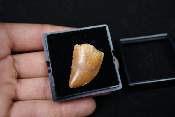 Carcharodontosaurus saharicus