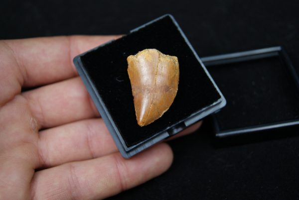 Carcharodontosaurus saharicus