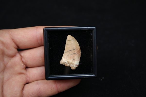 Carcharodontosaurus saharicus
