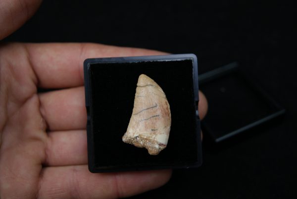 Carcharodontosaurus saharicus