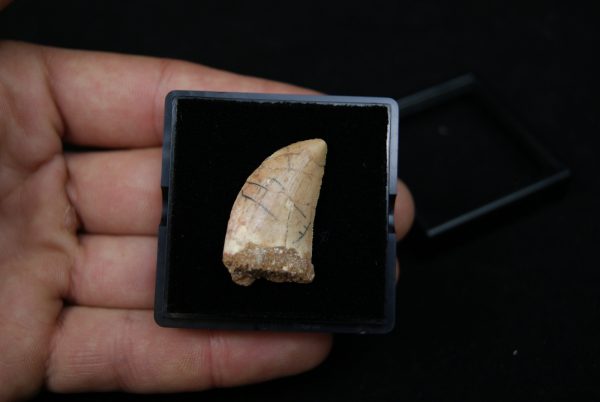 Carcharodontosaurus saharicus