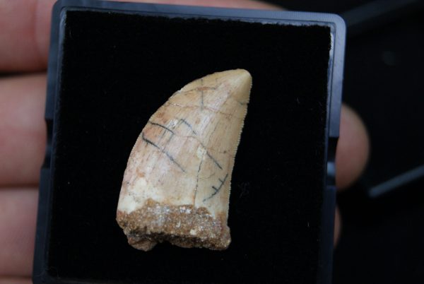 Carcharodontosaurus saharicus