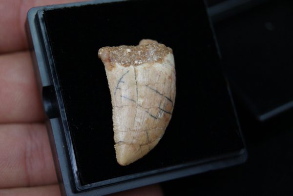 Carcharodontosaurus saharicus