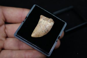 Carcharodontosaurus saharicus