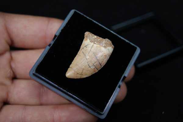Carcharodontosaurus saharicus