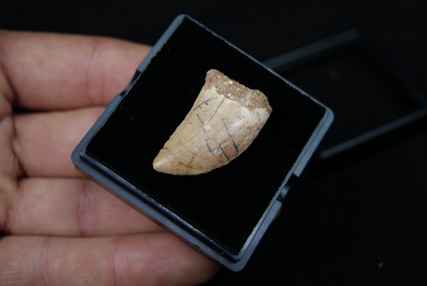 Carcharodontosaurus saharicus